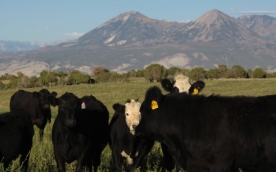 Princess Beef: Combining Heritage with Holistic Innovation