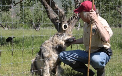 North Fork Ranching: Local Black Sheep Do Good in USDA Study