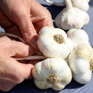 harvest.garlic